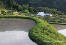 田植え後の井内棚田