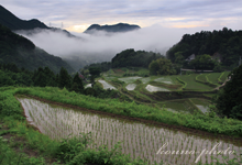 雨上がりの井内棚田