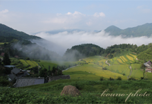 樫谷棚田 黄金色の雲海風景