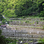 山峡の石垣棚田