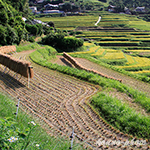 樫谷棚田　収穫の頃